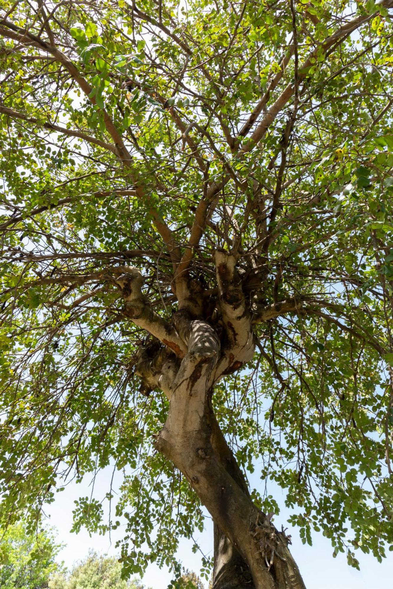 Villa Ninfa Alburnea Anzio Ngoại thất bức ảnh